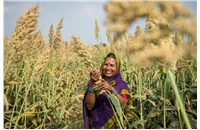UK and India research and training network to improve nitrogen use in cereal crops